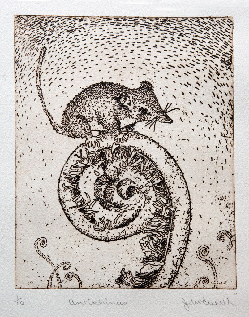 Antechinus etching