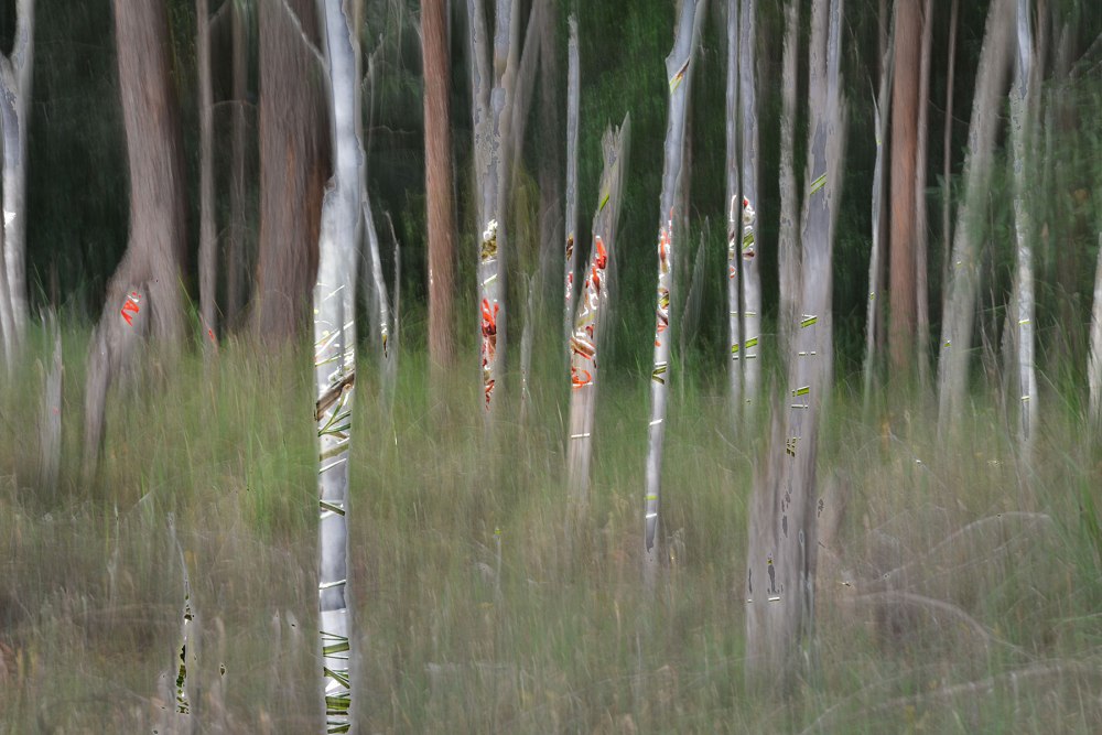 Photograph of Spirit of the bush