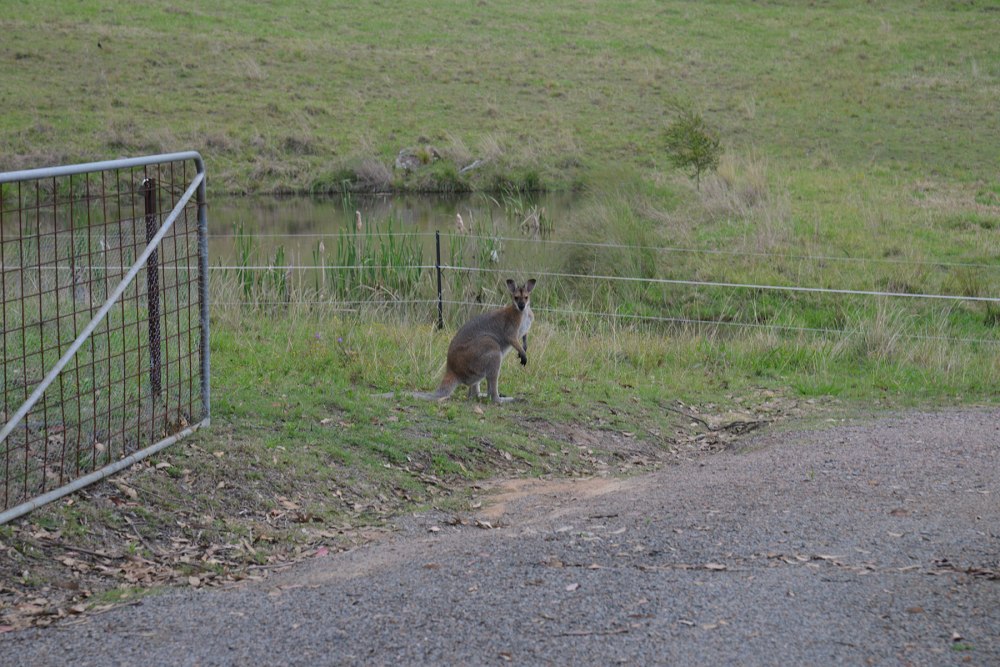 Wallaby