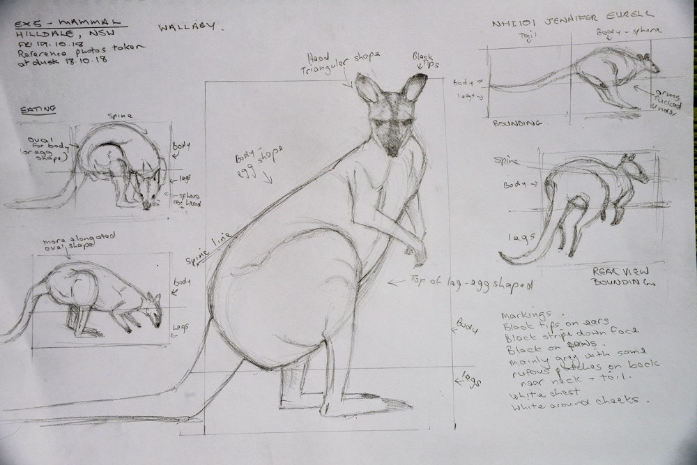 Sketch of wallaby