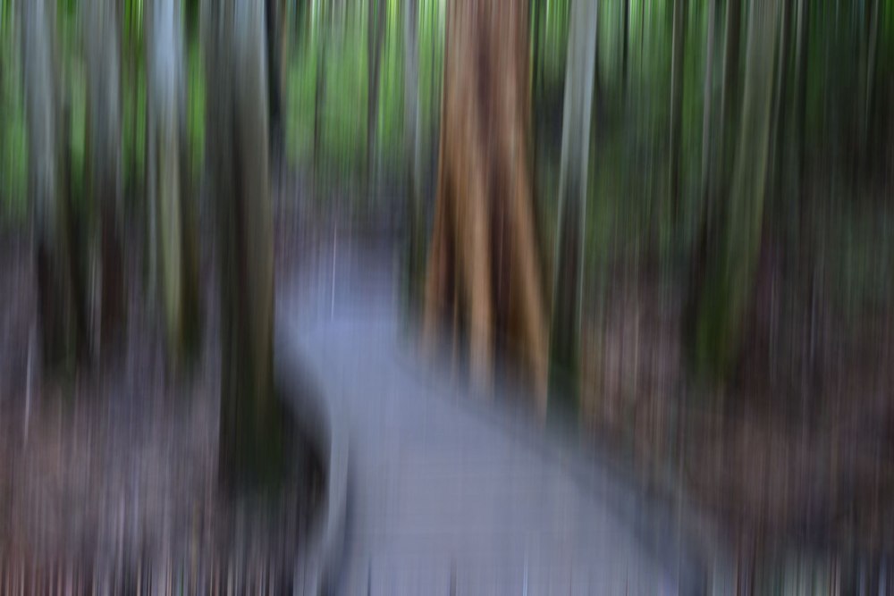 Intentionally blurred photograph of a boardwalk in Mapleton National Park.